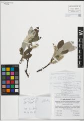 Foto von Salix krylovii E. L. Wolf